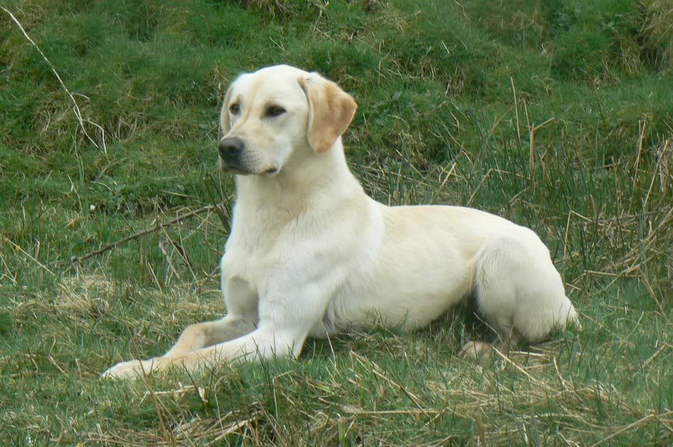 Jobeshill gundogs sales