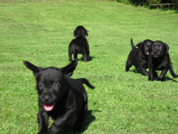 Westmacott Labrador Puppies for Sale